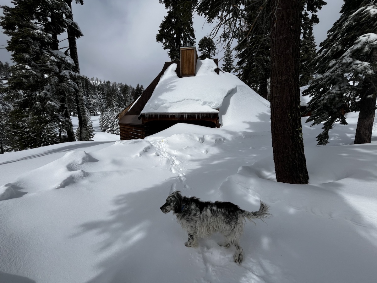A dog standing in deep snow in front of The Lake Chalet
